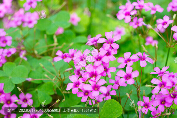 炸醬草