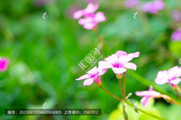 炸醬草