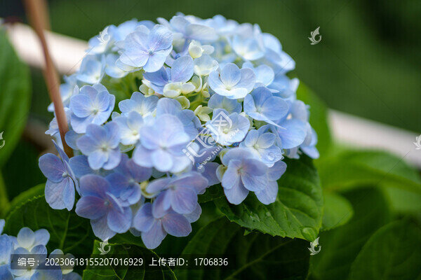 藍(lán)色繡球花