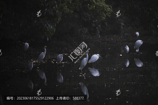 濕地沼澤白鷺樹枝棲息地