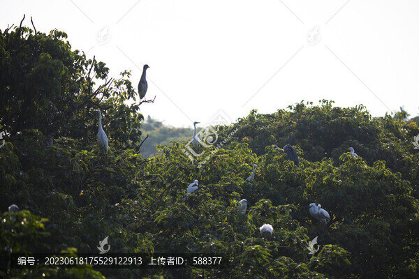 濕地沼澤白鷺樹(shù)枝棲息地