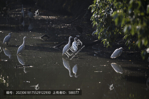 濕地沼澤白鷺棲息地