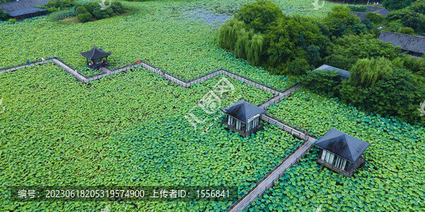 紹興鏡湖十里荷塘