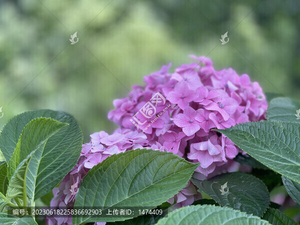 無盡夏花2