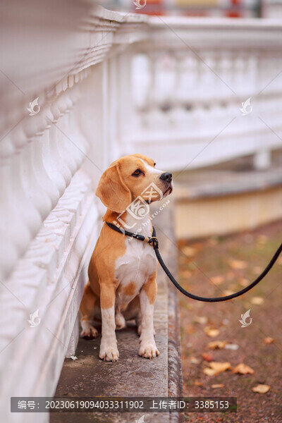 比格犬