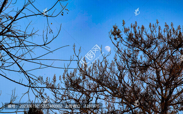 黃昏天空枯樹