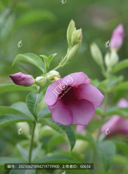 紫蟬花