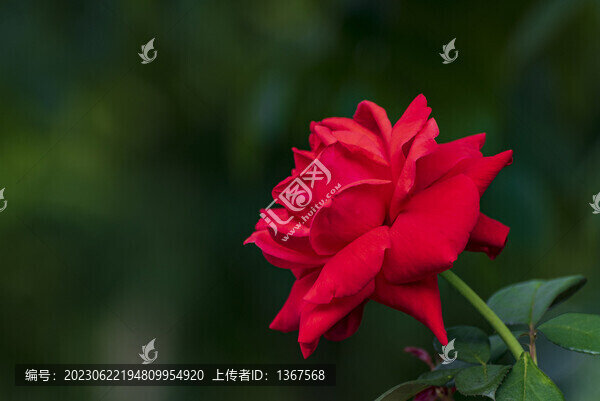 紅色月季花