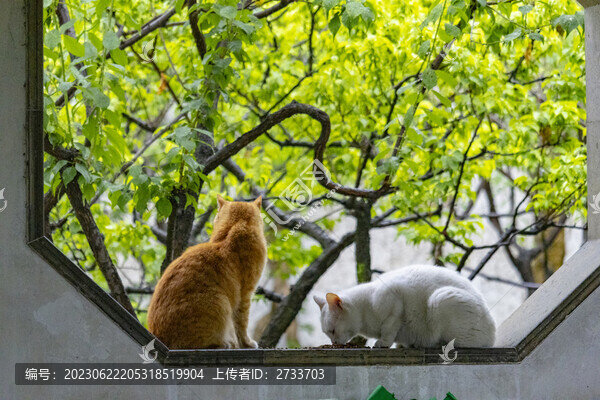 蘇州園林里的貓