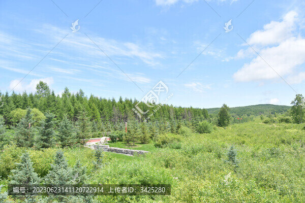 樹林