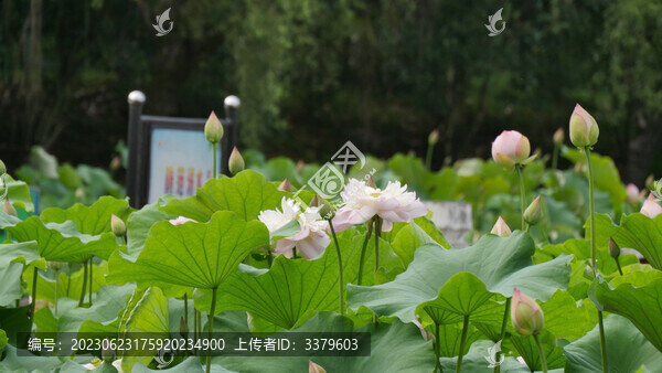 夏日荷花開