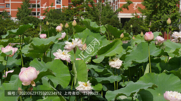 夏日荷花開