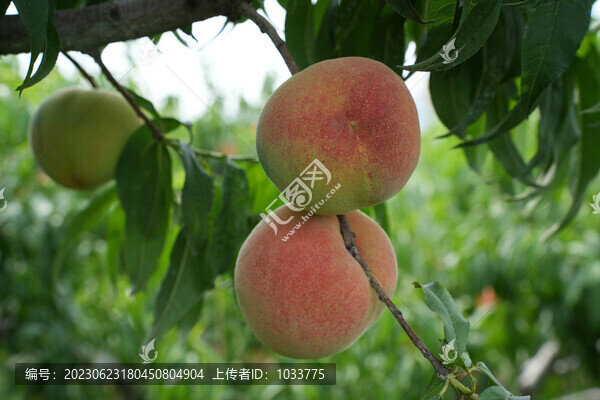 樹上的桃子