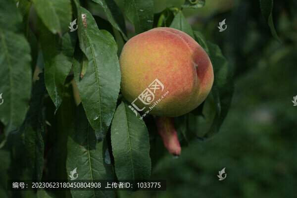 樹上的桃子