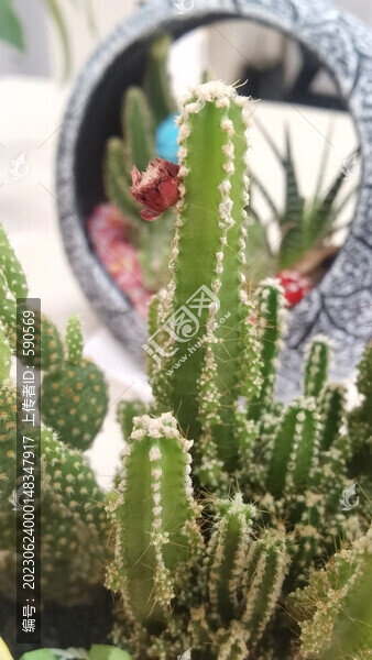 仙人掌盆栽