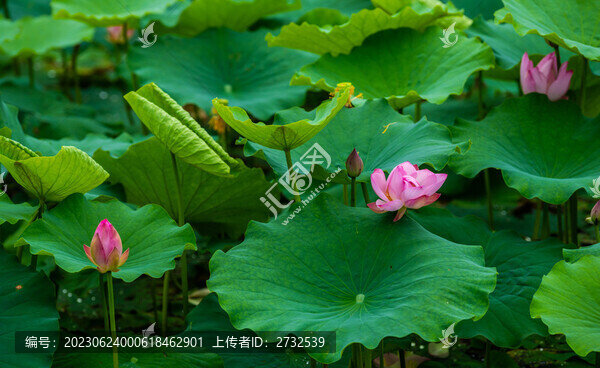 荷花