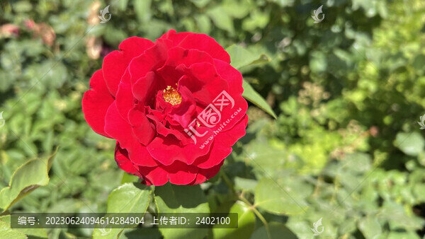 紅色月季花