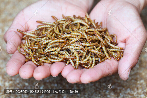 黃粉蟲(chóng)