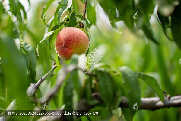 水蜜桃