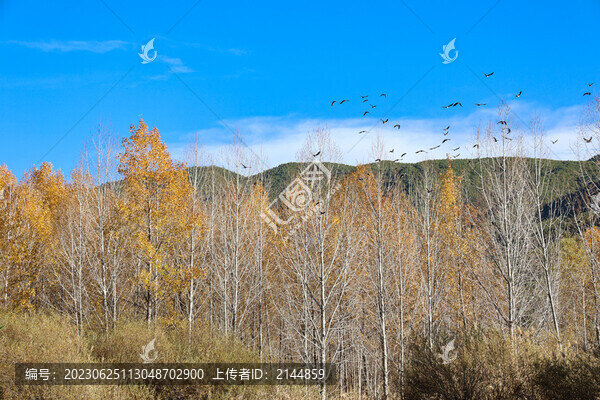 秋天高山上的樹林