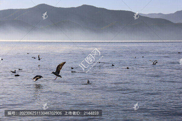 云南瀘沽湖紅嘴鷗