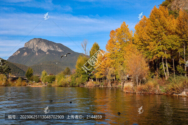 中國(guó)云南瀘沽湖紅嘴鷗