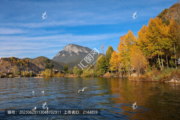 中國云南瀘沽湖紅嘴鷗
