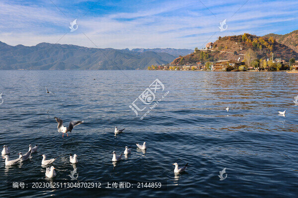 中國云南瀘沽湖紅嘴鷗