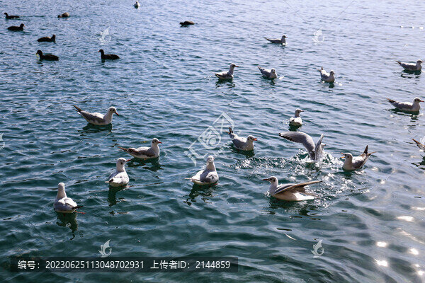 中國云南瀘沽湖情人灘紅嘴鷗