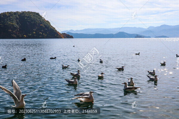 中國(guó)云南瀘沽湖情人灘紅嘴鷗