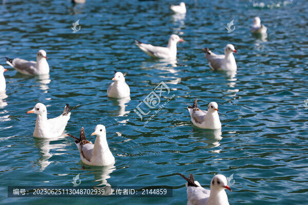 中國云南瀘沽湖紅嘴鷗