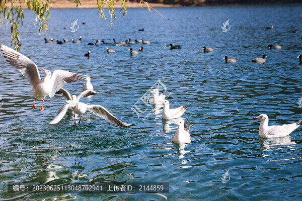 中國(guó)云南瀘沽湖紅嘴鷗