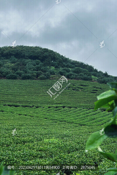 雨后茶田