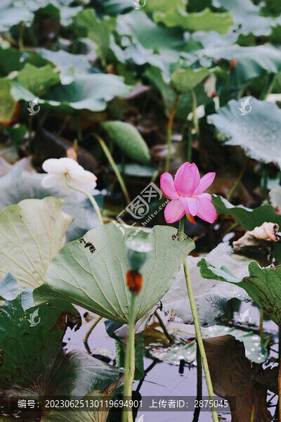 雨后荷花