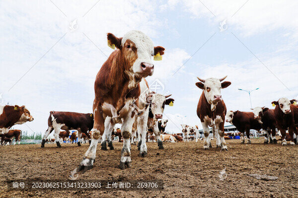 養(yǎng)牛場的黃牛
