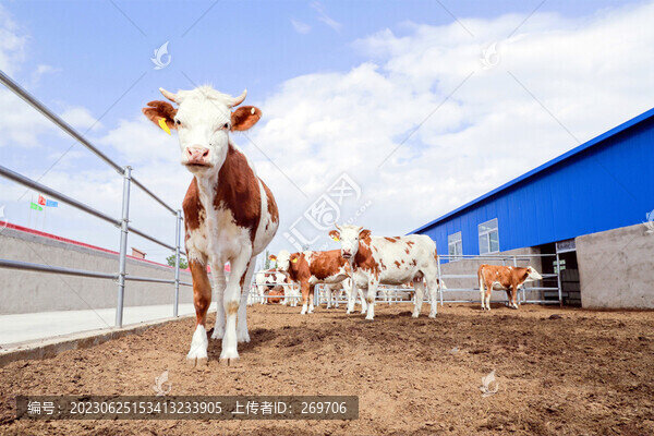 肉牛黃牛奶牛