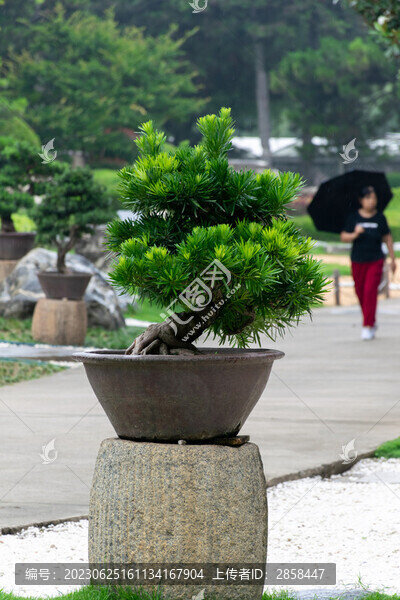 松柏藝術(shù)盆景