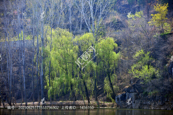 春天河岸垂柳