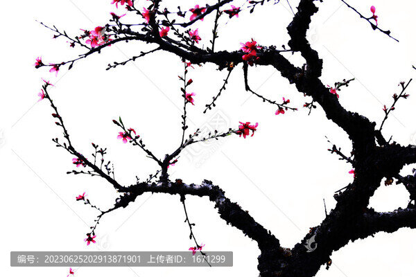 水墨桃花
