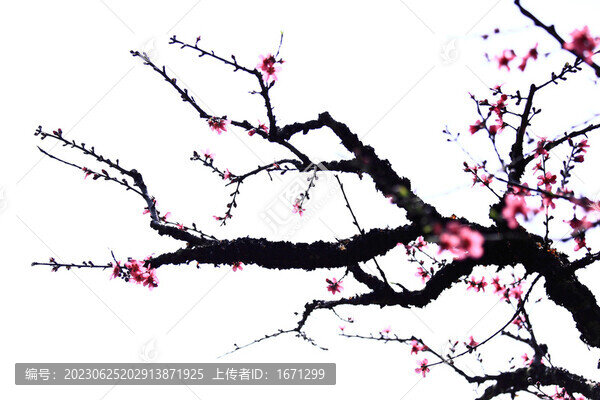 水墨桃花