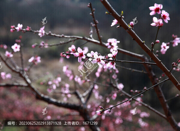鷹嘴桃花
