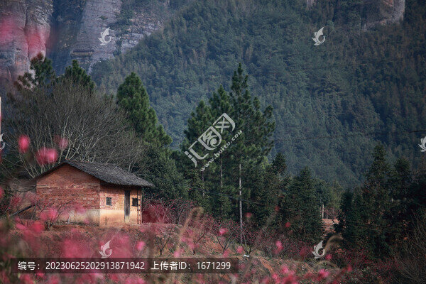 鷹嘴桃花