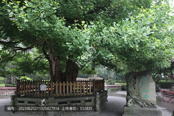 都江堰銀杏樹