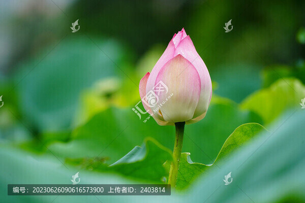 夏荷雨后花苞