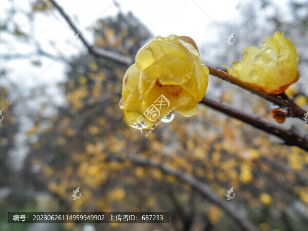 雨中的臘梅