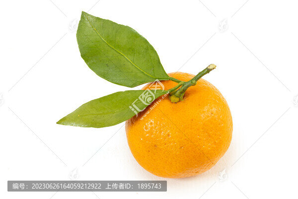 無籽砂糖桔