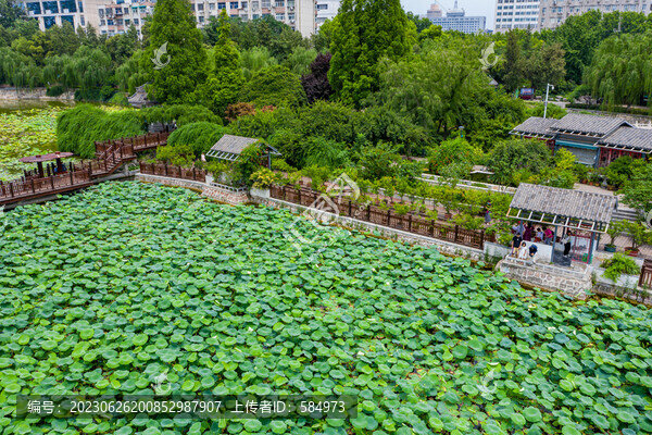 航拍夏日荷塘荷花池塘碧綠荷葉