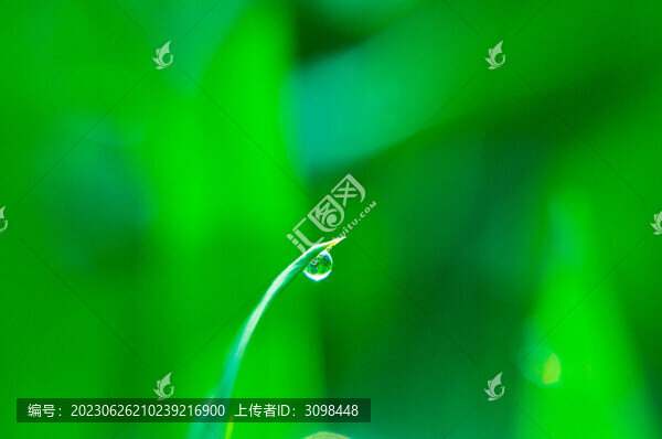 麥葉露珠