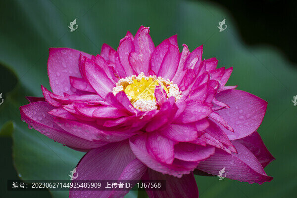 荷花攝影圖