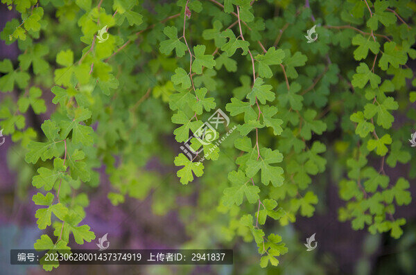綠葉背景